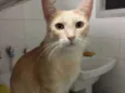 Pacato