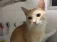 Pacato