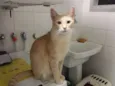 Pacato