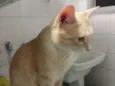 Pacato