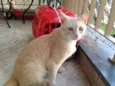 Pacato