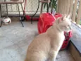 Pacato