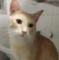 Pacato