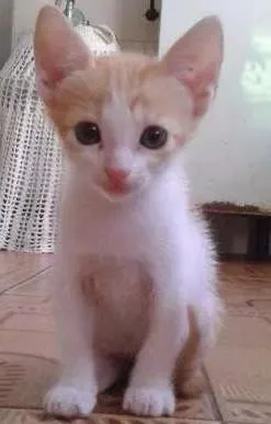 Gato raça vira lata idade 2 a 6 meses nome Demy e Dino
