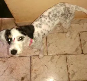 Cachorro raça poodle com vira lata  idade 2 a 6 meses nome flor