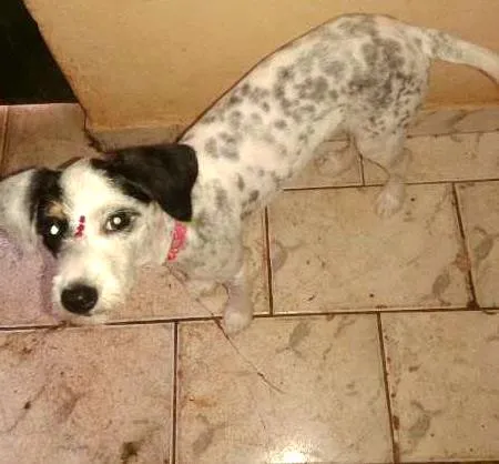Cachorro ra a poodle com vira lata  idade 2 a 6 meses nome flor