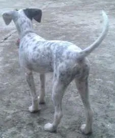 Cachorro ra a poodle com vira lata  idade 2 a 6 meses nome flor
