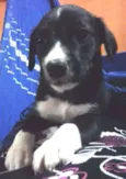 NEGUINHOS