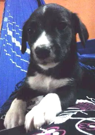 Cachorro ra a MISTURA DE LABRADOR idade 2 a 6 meses nome NEGUINHOS