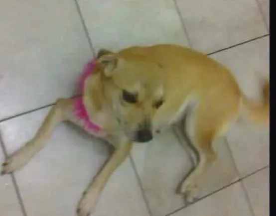 Cachorro ra a SRD idade 4 anos nome Lana GRATIFICA