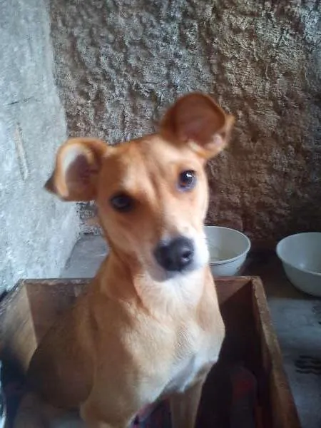 Cachorro ra a SRD idade 7 a 11 meses nome Pitica