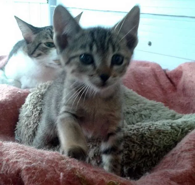 Gato ra a Tigradinho SRD idade Abaixo de 2 meses nome Tigor