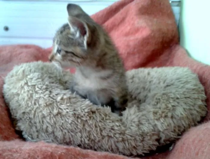 Gato ra a Tigradinho SRD idade Abaixo de 2 meses nome Tigor