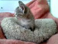 Tigor