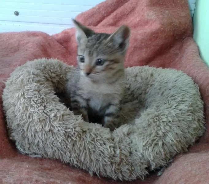 Gato ra a Tigradinho SRD idade Abaixo de 2 meses nome Tigor