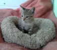 Tigor