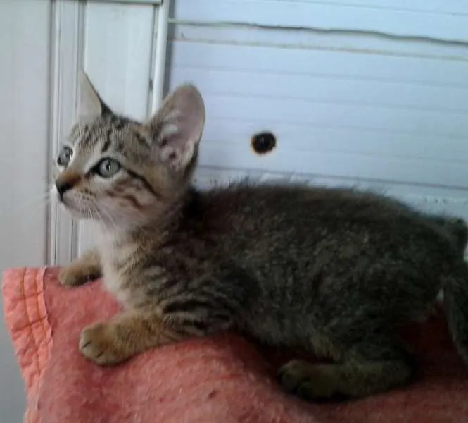 Gato ra a Tigradinho SRD idade Abaixo de 2 meses nome Tigor