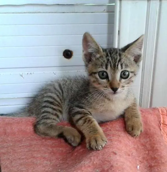 Gato ra a Tigradinho SRD idade Abaixo de 2 meses nome Tigor