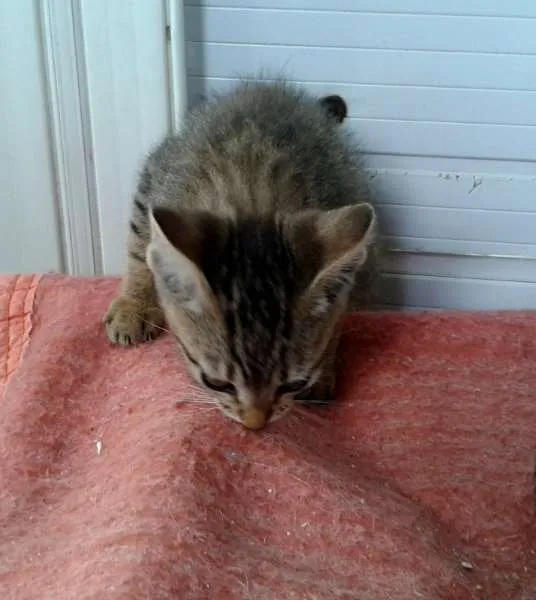Gato ra a Tigradinho SRD idade Abaixo de 2 meses nome Tigor