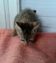 Tigor