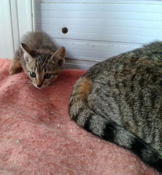 Gato ra a Tigradinho SRD idade Abaixo de 2 meses nome Tigor
