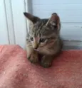 Tigor