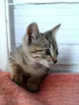 Tigor