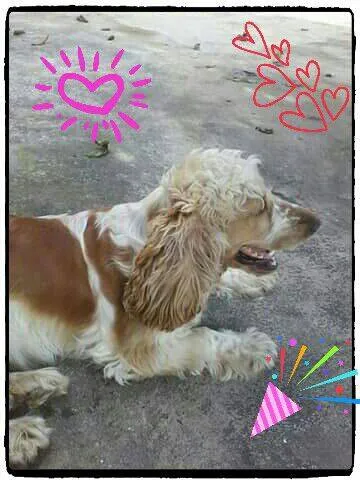 Cachorro ra a Cocker idade 2 anos nome Meg e Dudu