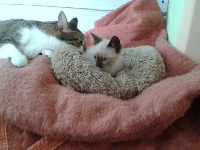 Gato ra a Siamês idade Abaixo de 2 meses nome Amora