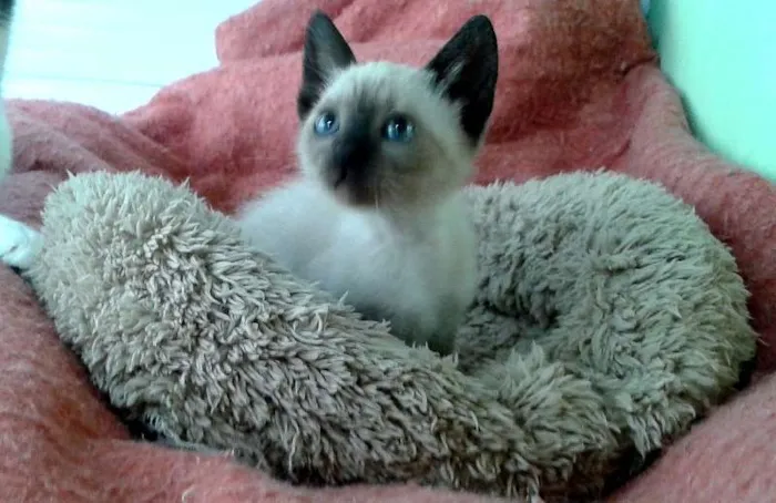 Gato ra a Siamês idade Abaixo de 2 meses nome Amora