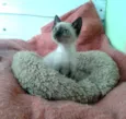 Amora