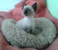 Amora