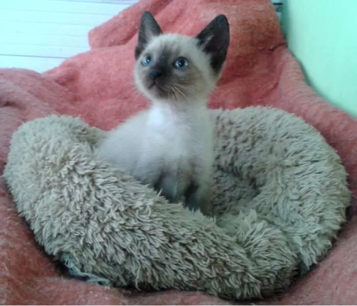 Gato ra a Siamês idade Abaixo de 2 meses nome Amora