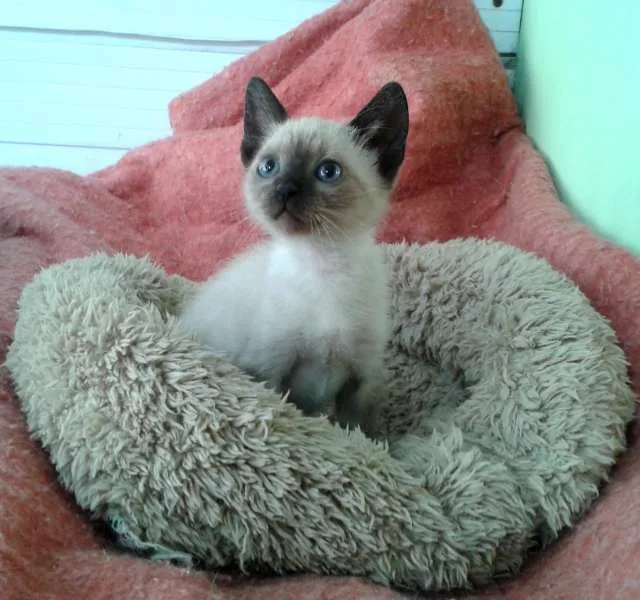 Gato ra a Siamês idade Abaixo de 2 meses nome Amora