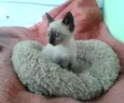 Amora