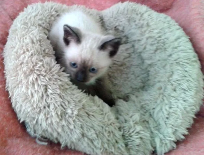 Gato ra a Siamês idade Abaixo de 2 meses nome Amora