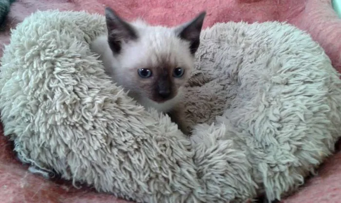 Gato ra a Siamês idade Abaixo de 2 meses nome Amora