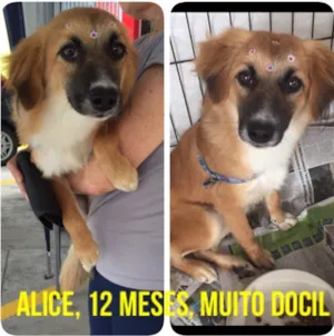 Cachorro raça SRD idade 1 ano nome Alice