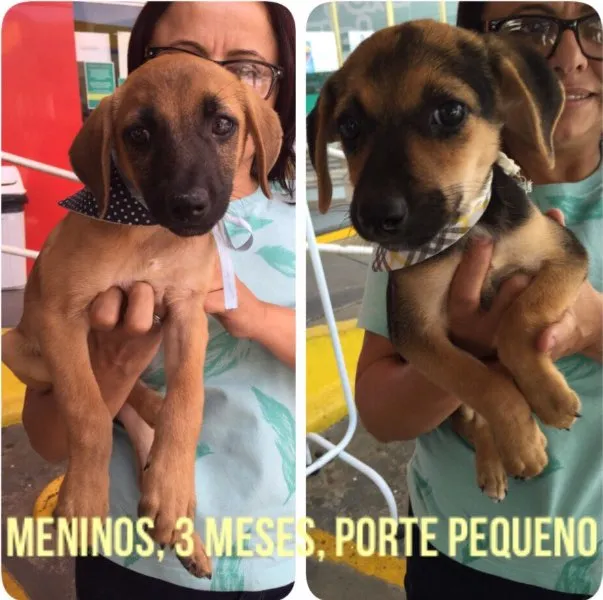 Cachorro ra a SRD idade 2 a 6 meses nome Filhotes