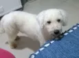 Sagu