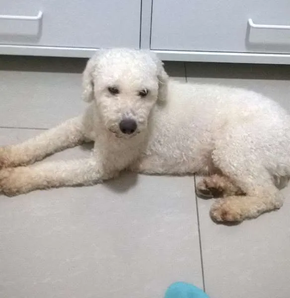 Cachorro ra a srd idade 2 anos nome Sagu
