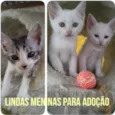 Lindos Filhotes