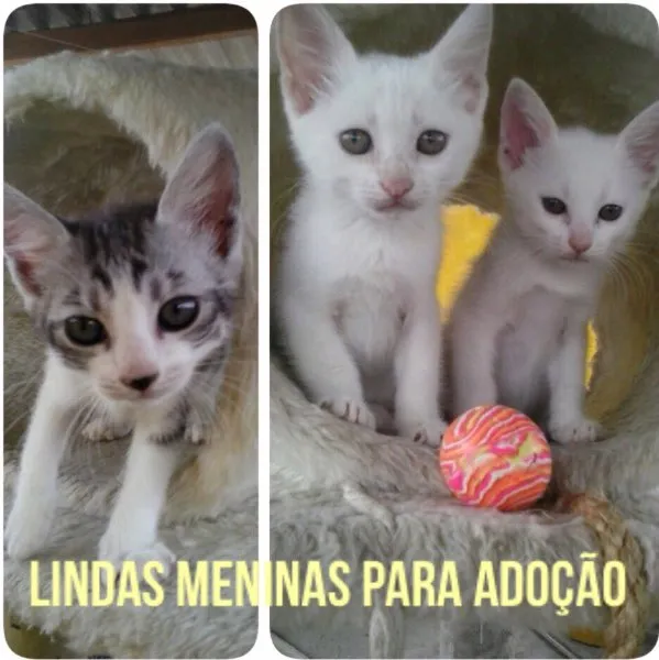 Gato ra a SRD idade 2 a 6 meses nome Lindos Filhotes