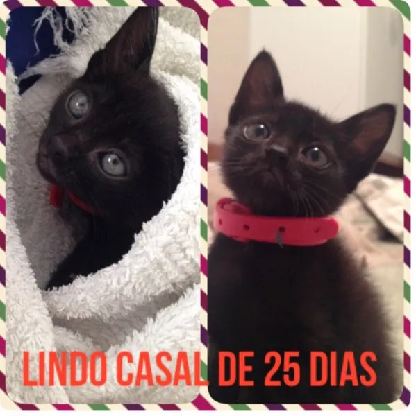 Gato ra a SRD idade 2 a 6 meses nome Lindos Filhotes