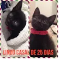 Lindos Filhotes
