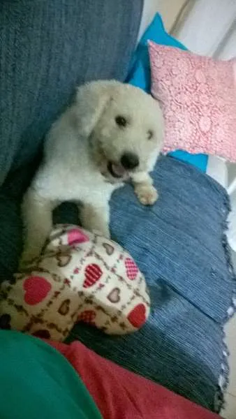 Cachorro ra a srd idade 2 anos nome Sagu
