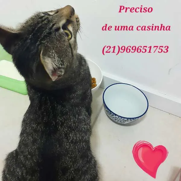 Gato ra a não sei idade 7 a 11 meses nome Cat