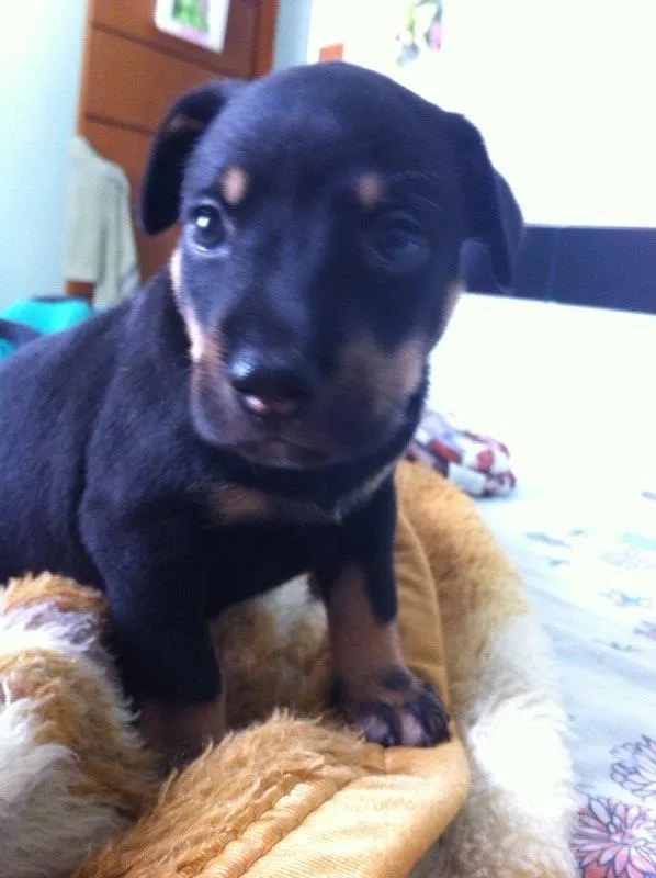 Cachorro raça Mestiço a doberman idade Abaixo de 2 meses nome Filhotes