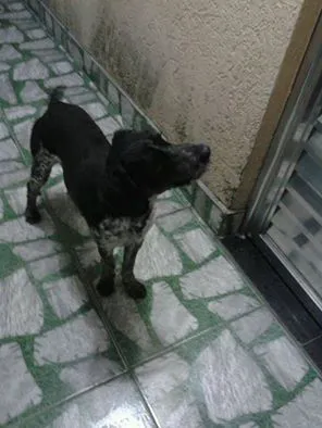 Cachorro ra a SRD idade 1 ano nome Duke