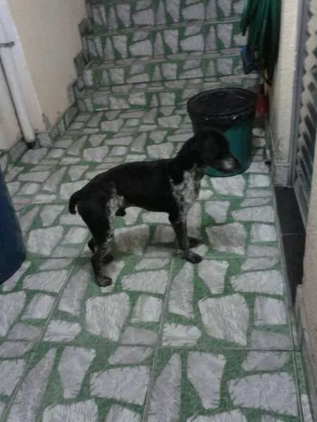 Cachorro ra a SRD idade 1 ano nome Duke